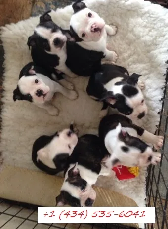 Boston terriers for house lovely 