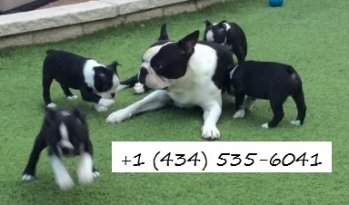 Kc registered boston terriers 3 boys 1 g