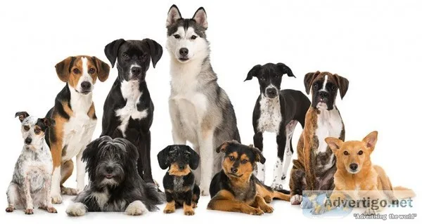 Pet training