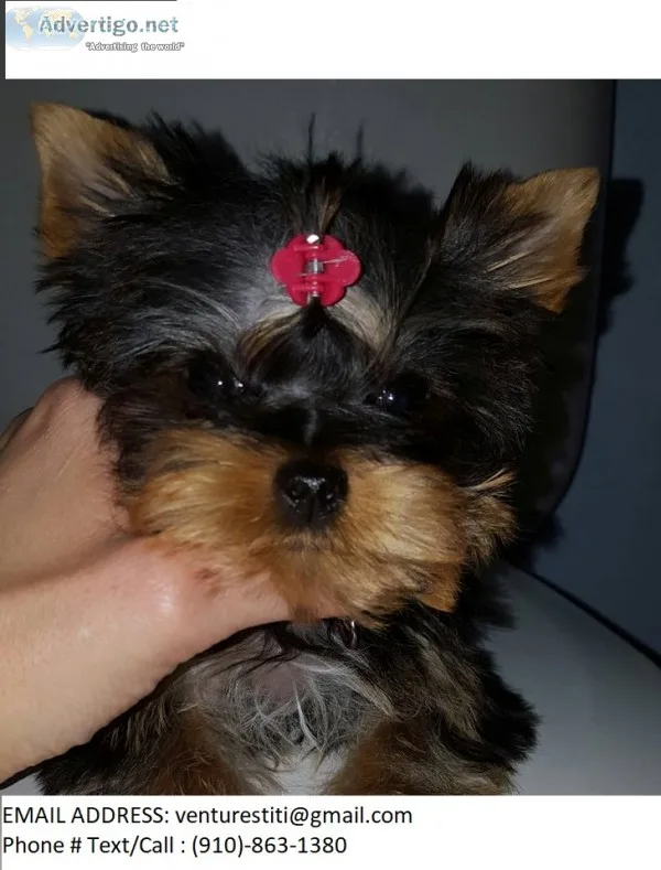 Mkler yorkshire terrier puppies for sale