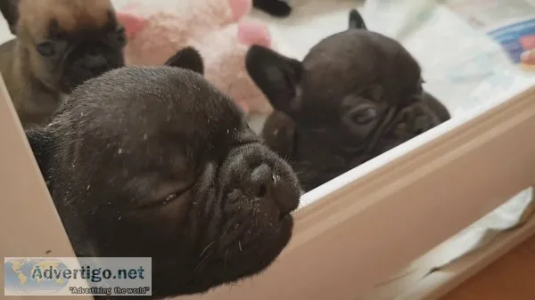 *cute french bulldog puppies for sale *