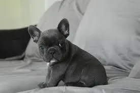 7 week old rare colored french bulldog