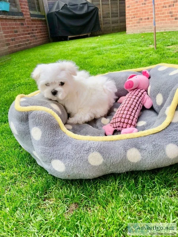 Maltese puppies for sale