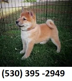 Cazqwedfg home trained shiba inu puppies