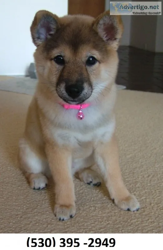 Szaqwedr home trained shiba inu puppies