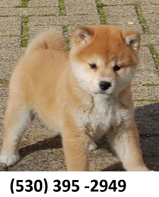 Gbhui home trained shiba inu puppies