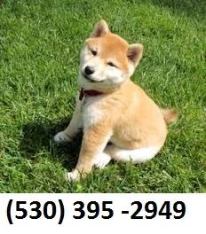 Gbhnjmkr home trained shiba inu puppies
