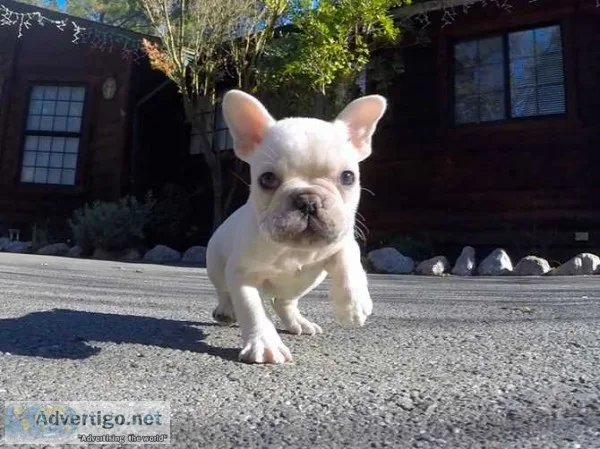 Super cute french bulldog puppy for sale