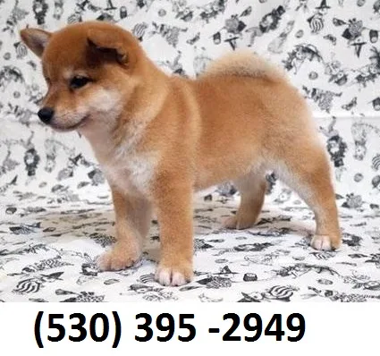 Tjyhjbngv home trained shiba inu puppies