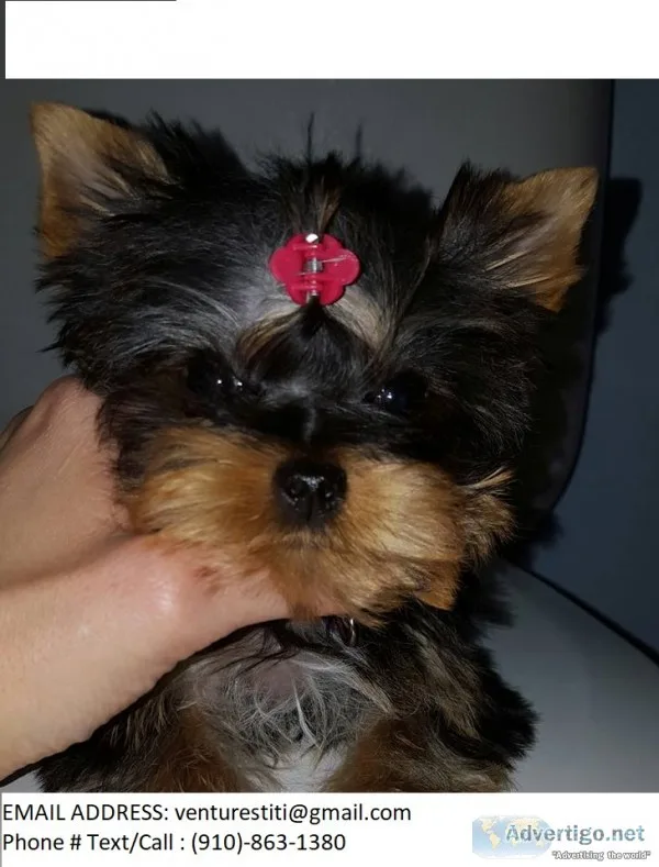 Gdtd yorkie puppies 