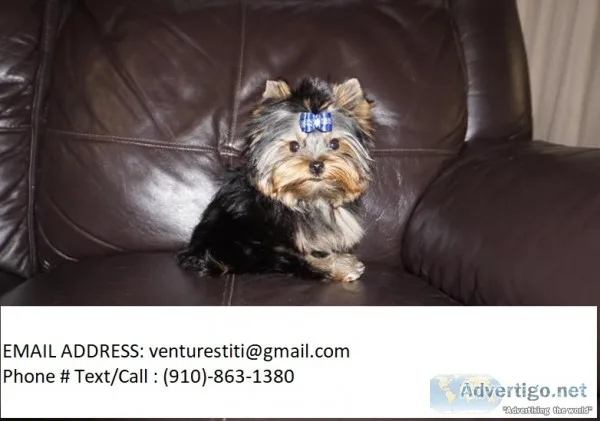 Kajhgft yorkie puppies for sale 