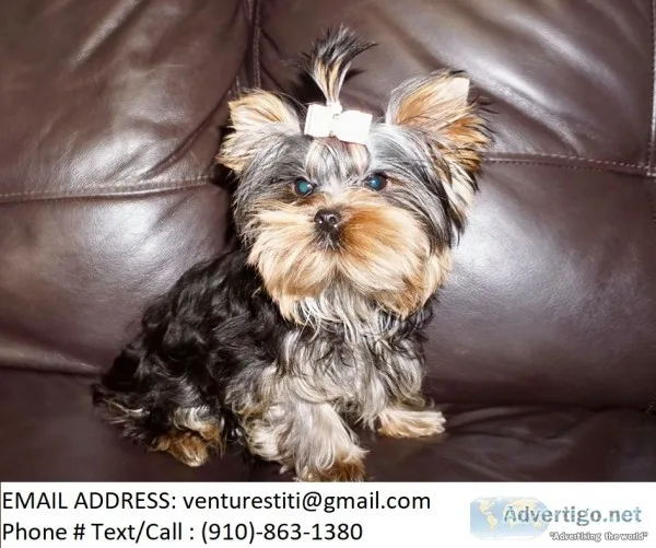 Ndhdj yorkie puppies for sale 