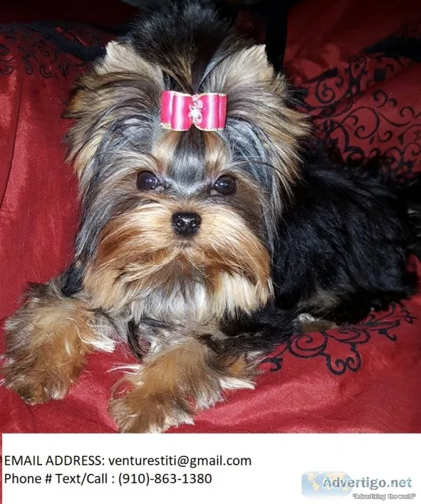 Bgshg yorkie puppies for sale 
