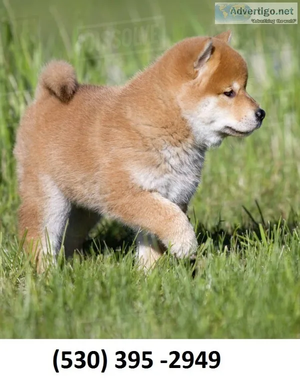 Fgjyhf home trained shiba inu puppies