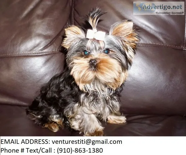 Bhgfds yorkie puppies for sale 