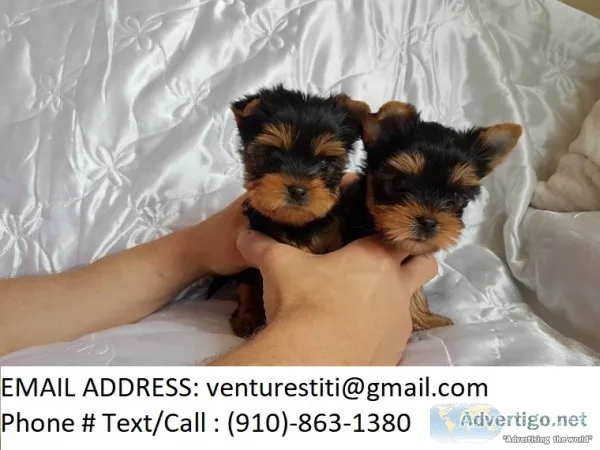 Gyhsft yorkie puppies for sale 
