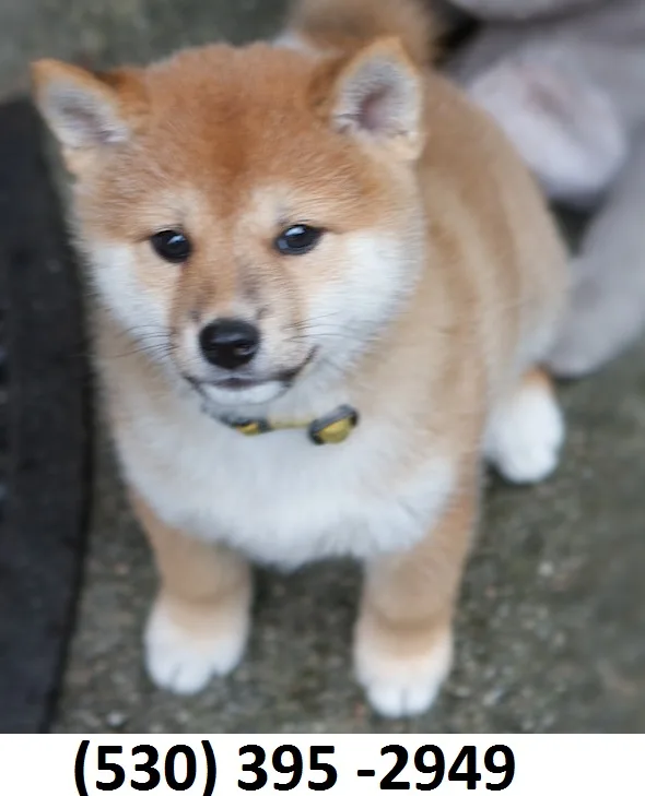 Ergtrtg home trained shiba inu puppies
