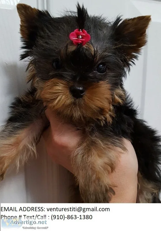 Ftysr yorkie puppies for sale 