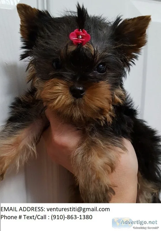 Hdkdjdk yorkie puppies for sale 