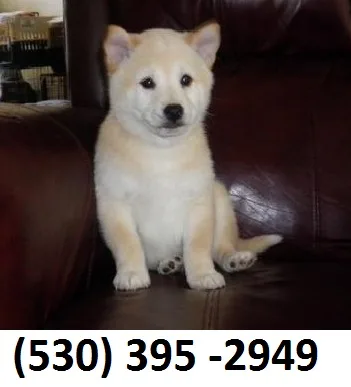 Fgfh home trained shiba inu puppies