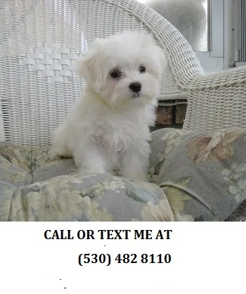 Hhealthy maltese puppies available now