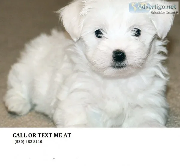 #adorable maltese for a new home