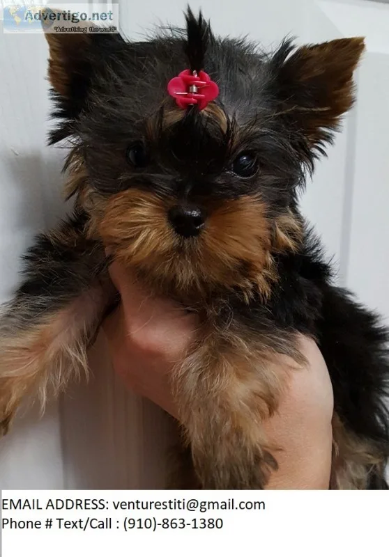 Gydu yorkie puppies for sale 