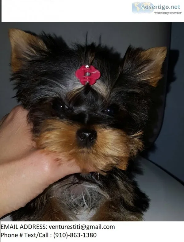 Bgsfgt yorkie puppies for sale 