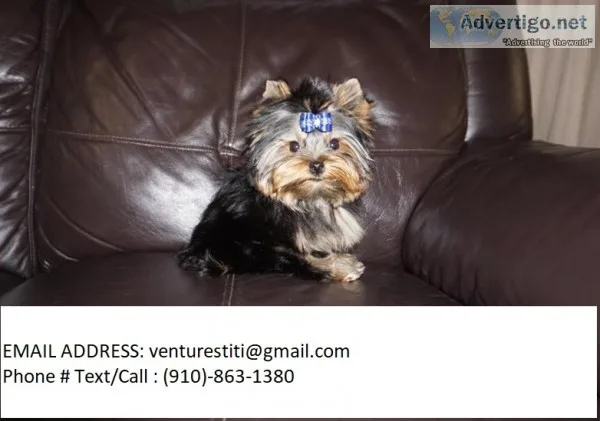 Fdsrt yorkie puppies for sale 