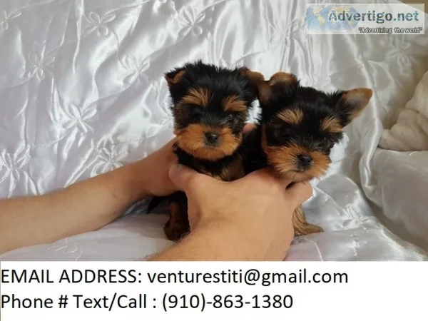 Dyiudy yorkie puppies for sale 