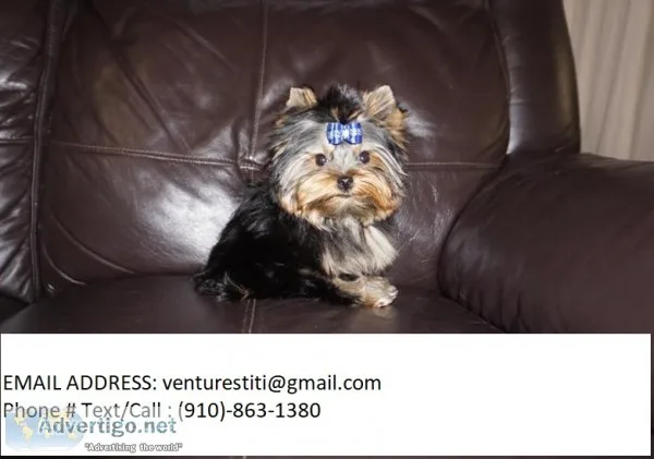 Adaft yorkie puppies for sale 