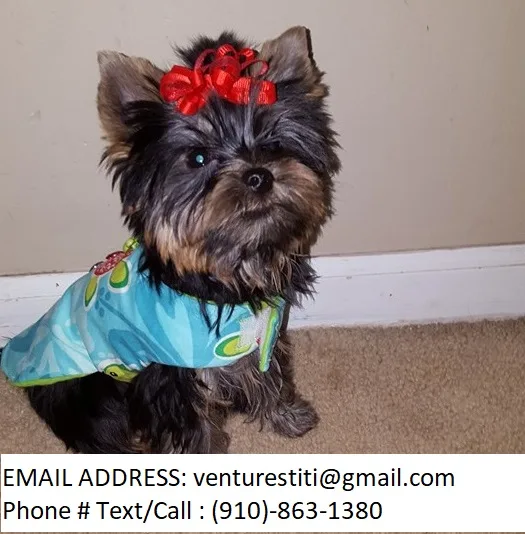 Hystf yorkie puppies for sale 