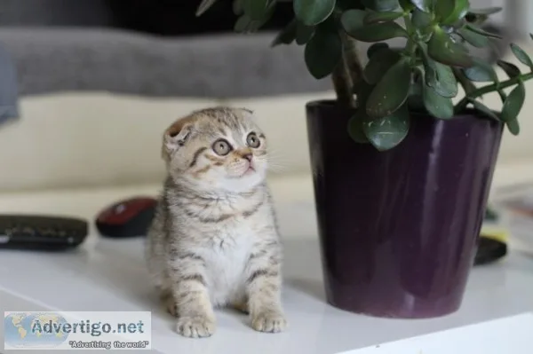 Home raised scottish fold kittens