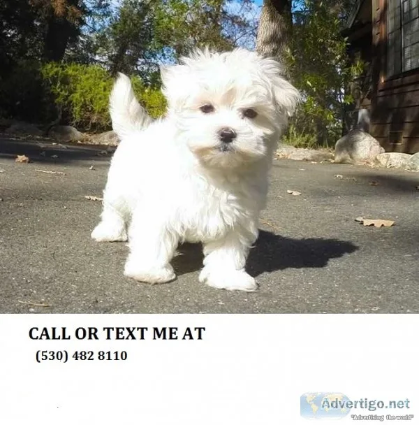  male and female maltese puppies