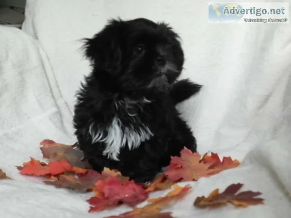 Shih tzu puppy for sale