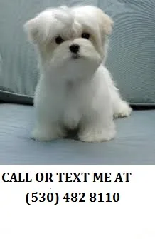 $$$$standared maltese puppies for sale