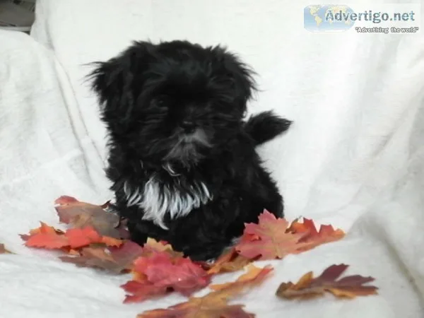 Shih tzu puppy for sale