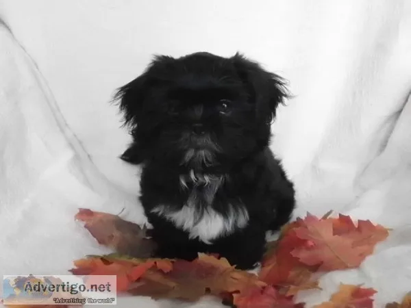 Shih tzu puppy for sale