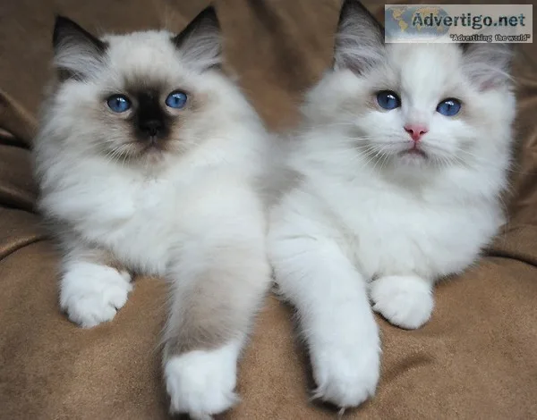 Home raised ragdoll kittens
