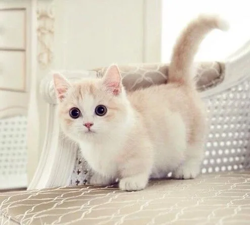 Cute munchkin kittens available
