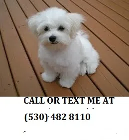 *playful maltese pups availble now adp