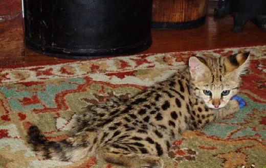 Home raised savannah kittens