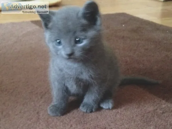 Nice russian blue kittens