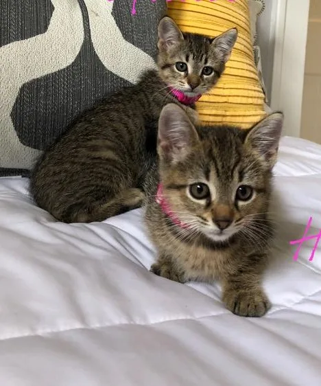Super american short-hair kittens