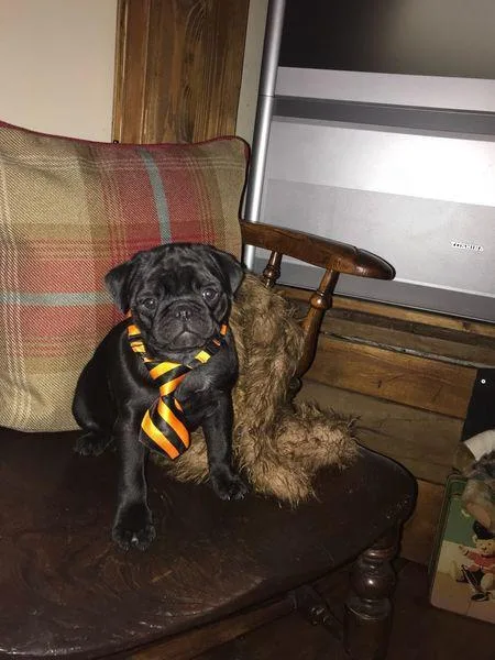 Outstanding pug puppies