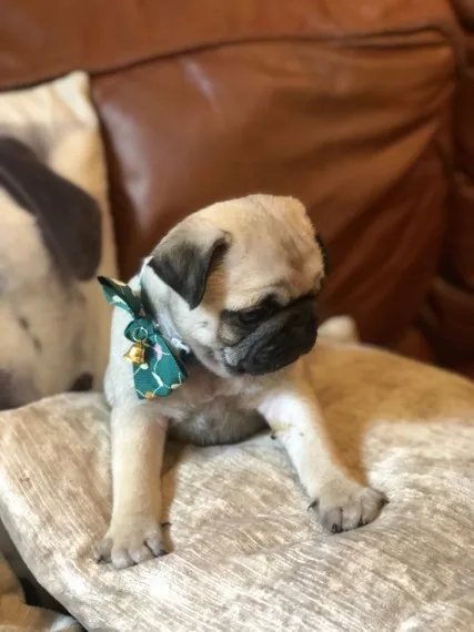 Pug puppies * priced reduced*