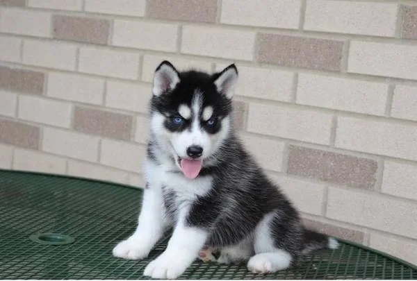 Rehoming purebred husky puppies -- rehom
