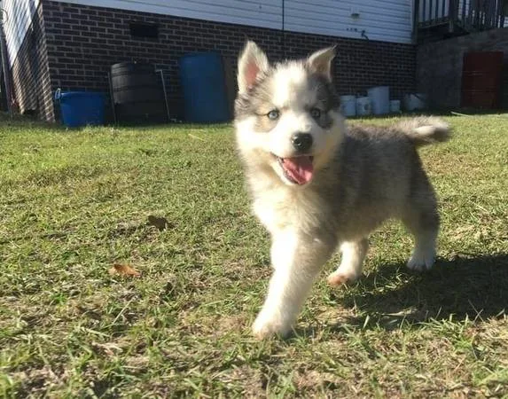 Rehoming purebred husky puppies -- rehom