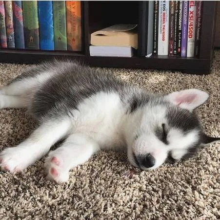 Rehoming purebred husky puppies -- rehom