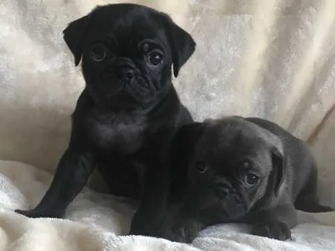 Cream pug - bitch